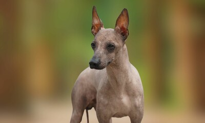 Peruvian Inca Orchid Dog Outdoors