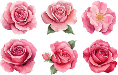 pink roses on white background