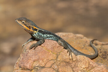 Australian Swift Rock Dragon