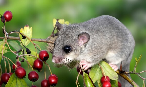 Rare Roach&rsquo;s Mouse-Tailed Dormouse in Natural Habitat