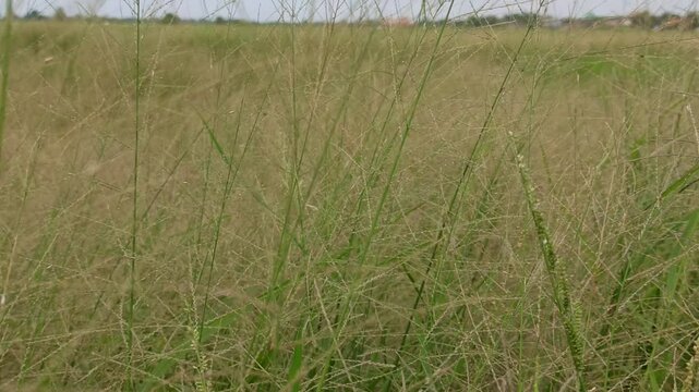 Eragrostis trichodes
