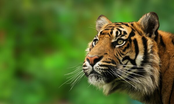 Critically Endangered Sunda Island Tiger in Tropical Forest