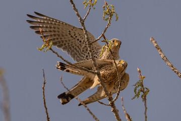 Turmfalke