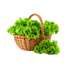 Fototapeta premium A basket of fresh, organic vegetables with green herbs like parsley and thyme, a healthy ingredient from the garden