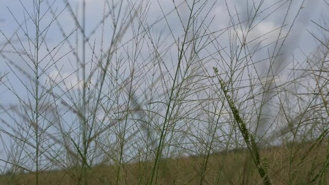 Eragrostis trichodes
