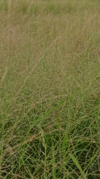 Eragrostis trichodes
