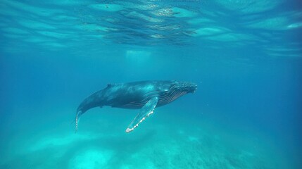 Obraz premium Humpback whale swimming underwater in turquoise water.