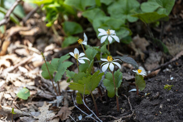 Close up view of uncultivated white bloodroot wildflowers (sanguinaria canadensis), growing undisturbed in a woodland forest in spring