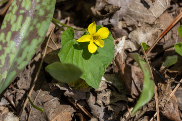 Close up view of an uncultivated downy yellow violet wildflower (viola pubescens), growing undisturbed in a forest ravine in spring