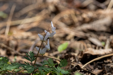 Close up view of an uncultivated white Dutchman's breeches wildflower (dicentra cucullaria), growing undisturbed in a forest ravine in spring