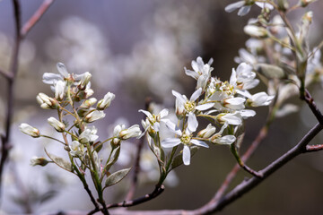 Blooming white flower blossoms on serviceberry (amelanchier alnifolia) tree branches in spring