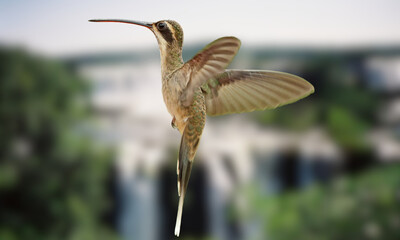 Hook-billed Hermit Hummingbird – Rare Tropical Bird in Natural Habitat
