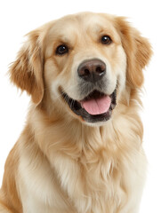 Golden Retriever smiling with wide eyes, showcasing friendly and joyful expression. This beautiful dog exudes warmth and happiness, making it perfect companion