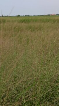Eragrostis trichodes
