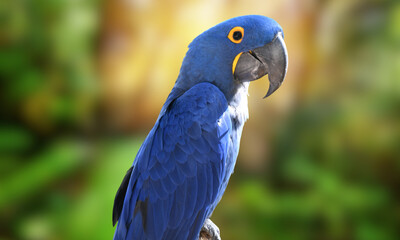 Hyacinth Macaw – Vibrant Blue Parrot in Natural Tropical Habitat
