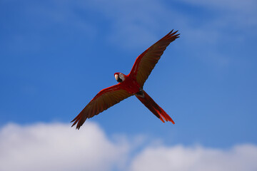 scarlet macaw parrot free flying bird in the sky.