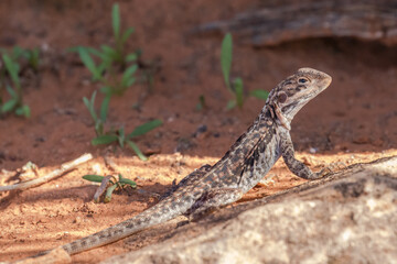 Female Australian Barrier Range Dragon 