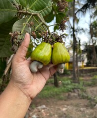 Palm Holding Two Raw Green Cashew Nuts from Cashew Nut Tree