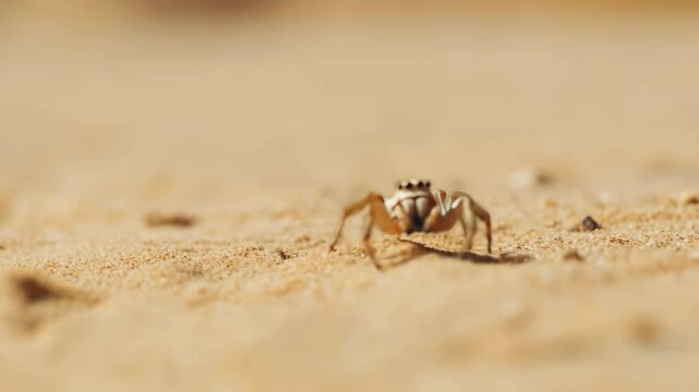 Closeup journey of a sand crab skittering across the beach
