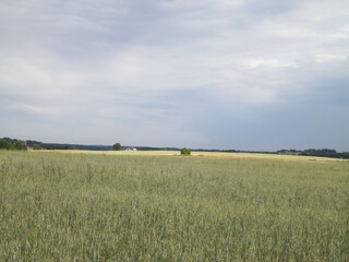 Fototapeta premium A field in Kashubia.
