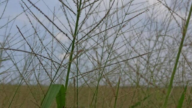 Eragrostis trichodes
