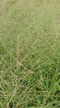 Eragrostis trichodes
