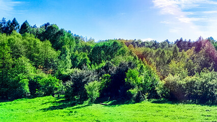 Idyllic view if meadow in center of forest.