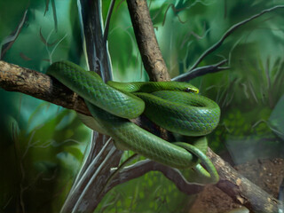 schlange reptil tier