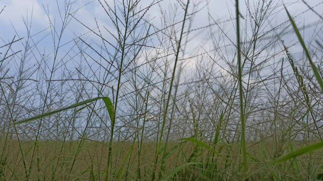 Eragrostis trichodes
