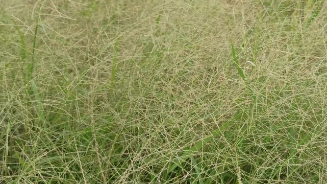 Eragrostis trichodes
