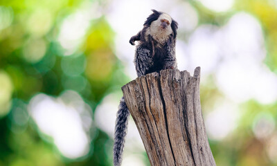 Buffy-headed Marmoset – Rare Endangered Primate in Brazilian Atlantic Forest
