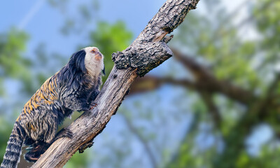 Buffy-headed Marmoset – Rare Endangered Primate in Brazilian Atlantic Forest