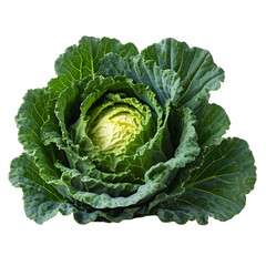 Obraz premium A Vibrant Green Cabbage Exploring the Beauty and Nutritional Value of this Leafy Vegetable