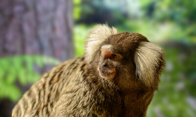 Buffy-headed Marmoset – Rare Endangered Primate in Brazilian Atlantic Forest