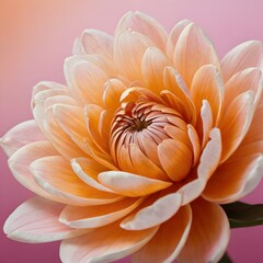 Lotus flower closeup