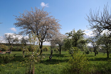 Field of trees with a blue sky in the background