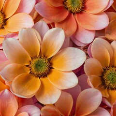 Yellow chrysanthemum flowers