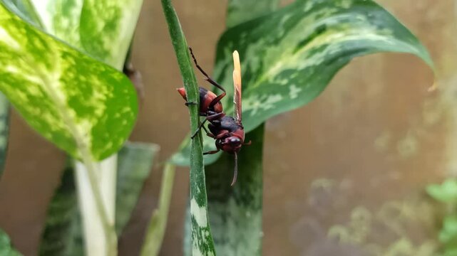 Asian giant hornet

