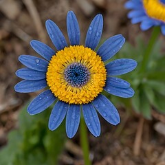 Blue daisy flower