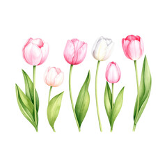 Obraz premium Pink tulip bouquet vector illustration, a spring floral design