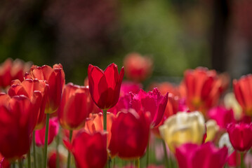 TULIPS - A beautiful flowering tree in a city park
