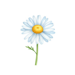 daisy isolated on white background
