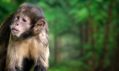Golden-bellied Capuchin – Endangered Primate with Striking Yellow Fur from Brazil’s Atlantic Forest