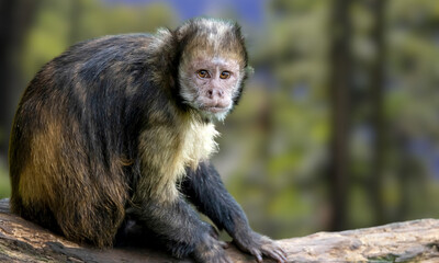 Golden-bellied Capuchin – Endangered Primate with Striking Yellow Fur from Brazil’s Atlantic Forest