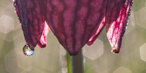 Schachbrettblume mit Tautropfen