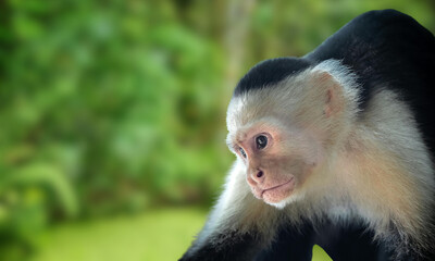 Golden-bellied Capuchin – Endangered Primate with Striking Yellow Fur from Brazil’s Atlantic Forest