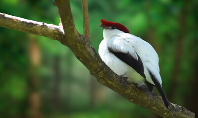 Araripe Manakin – Critically Endangered Red-Crested Bird Native to Brazil