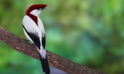 Araripe Manakin – Critically Endangered Red-Crested Bird Native to Brazil