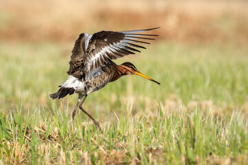 Fototapeta premium Uferschnepfe kurz vor der Landung