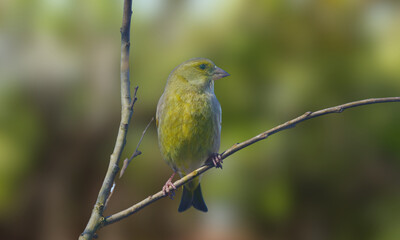 Bahia Tyrannulet – Elusive Endemic Songbird from Brazil’s Atlantic Forest